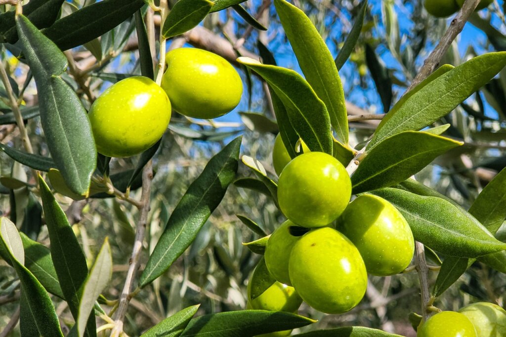 Ukrao oko 400 kilograma maslina