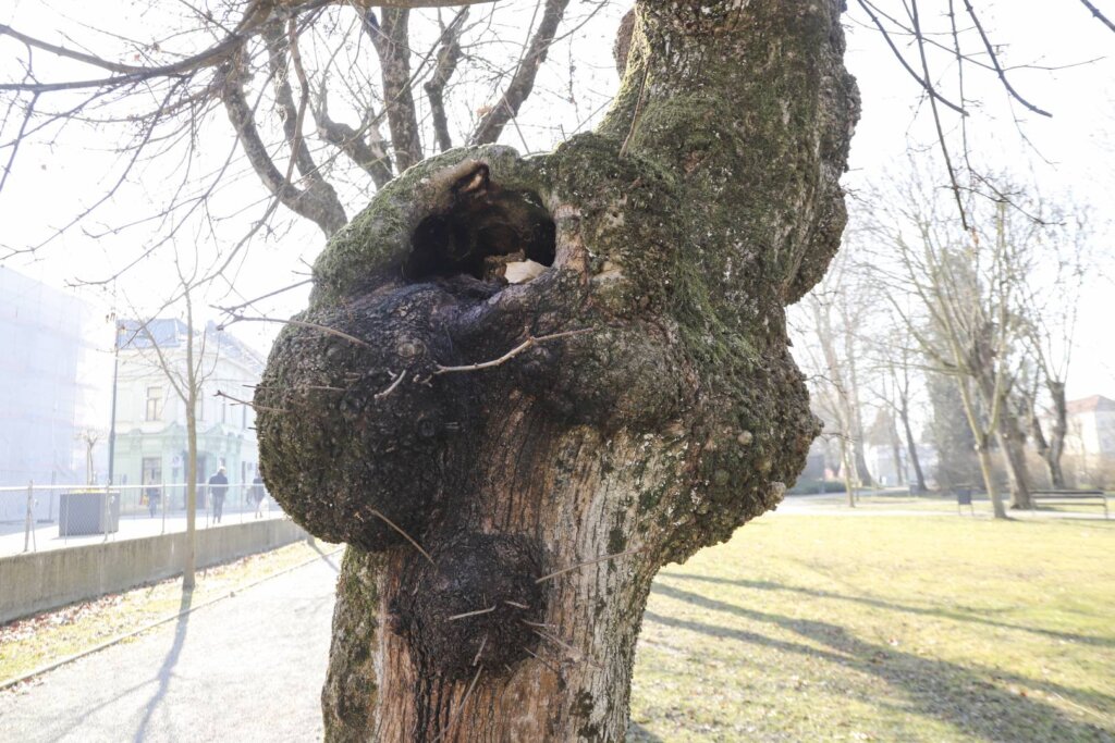 050225 Nikola Kolar Zdravstveni Pregledi 2