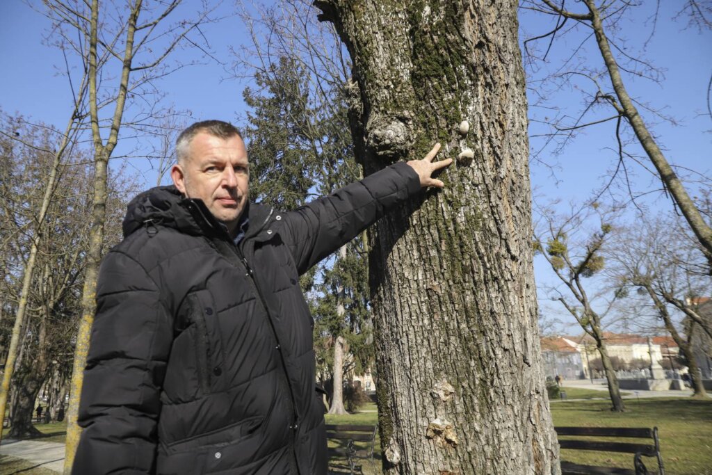 [FOTO] U tijeku je redovno održavanje i orezivanje stabla na javnim površinama grada Koprivnice