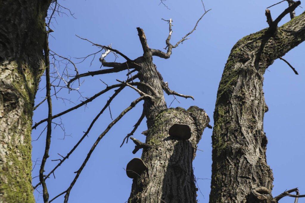 050225 Nikola Kolar Zdravstveni Pregledi 6