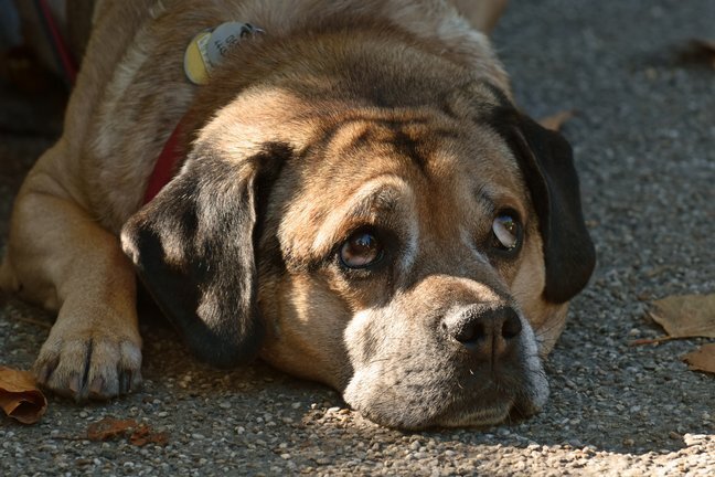Zagrebačka županija osigurala 25.000 eura za čipiranje i sterilizaciju pasa