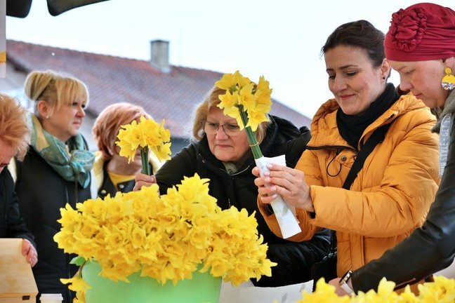 Narcisi 150325 Autor Fotografije Drazen Kopac 7.jpg 648x432 Q85 Subsampling 2