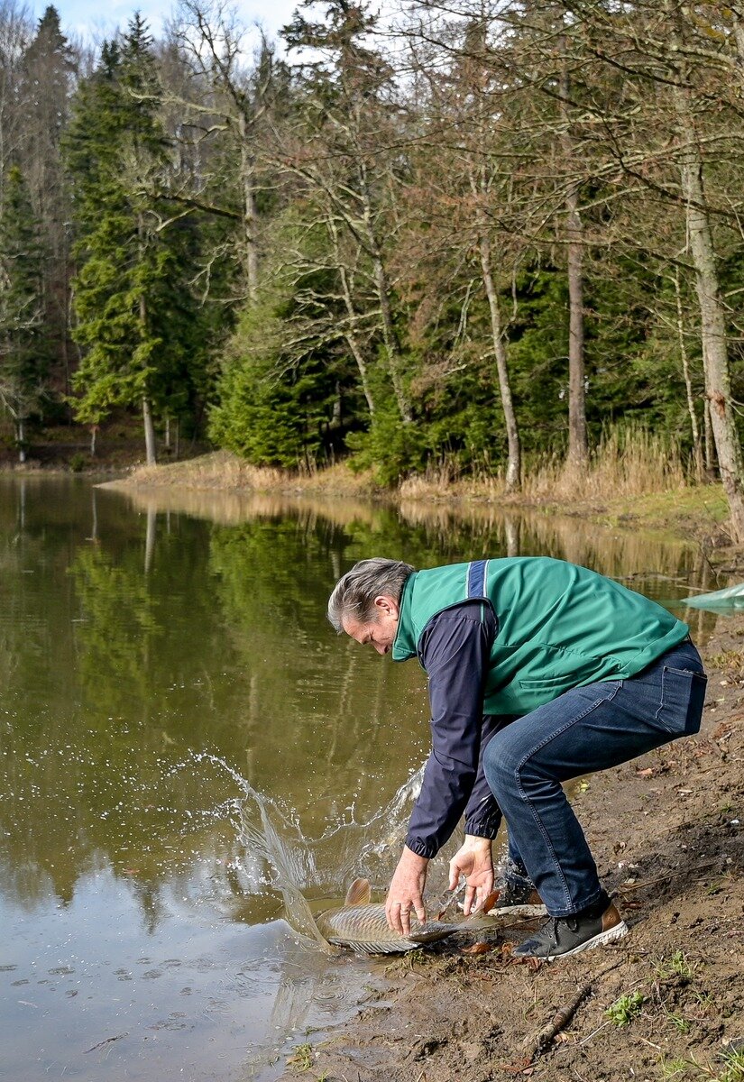 Poribljavanje Trakoscansko Jezero 2025 (13)