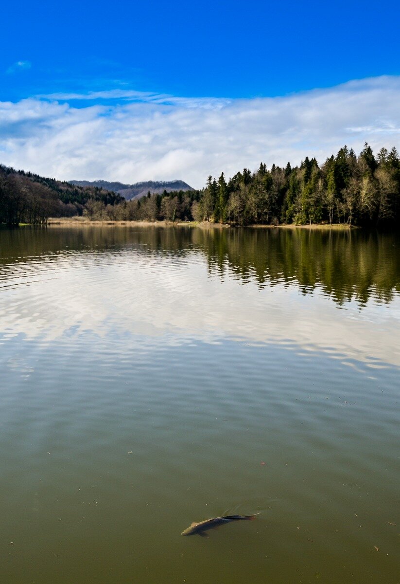 Poribljavanje Trakoscansko Jezero 2025 (15)