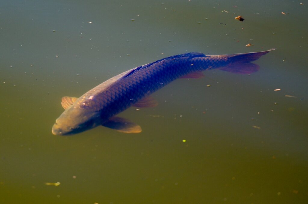 Poribljavanje Trakoscansko Jezero 2025 (9)