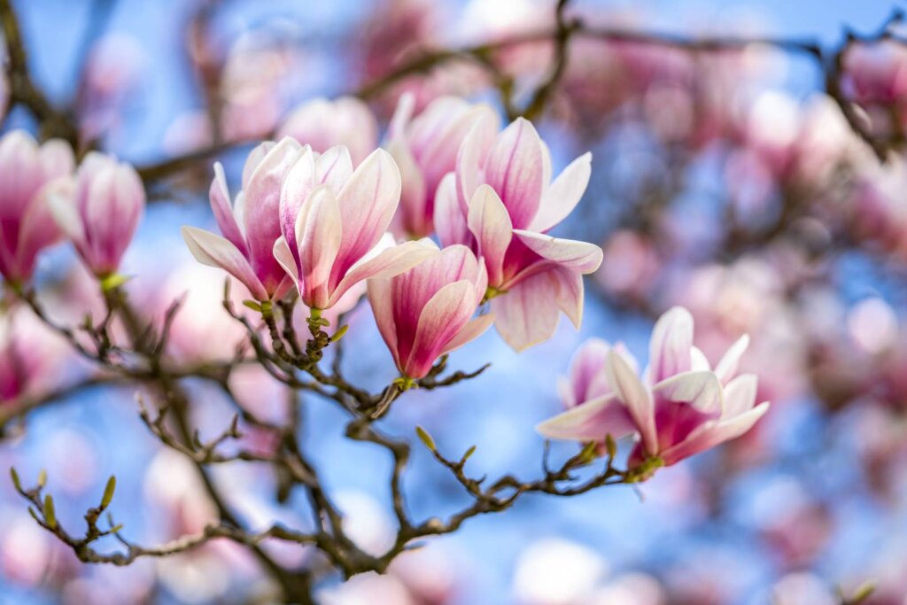 Cvjetna elegancija u Gradskom parku Koprivnica