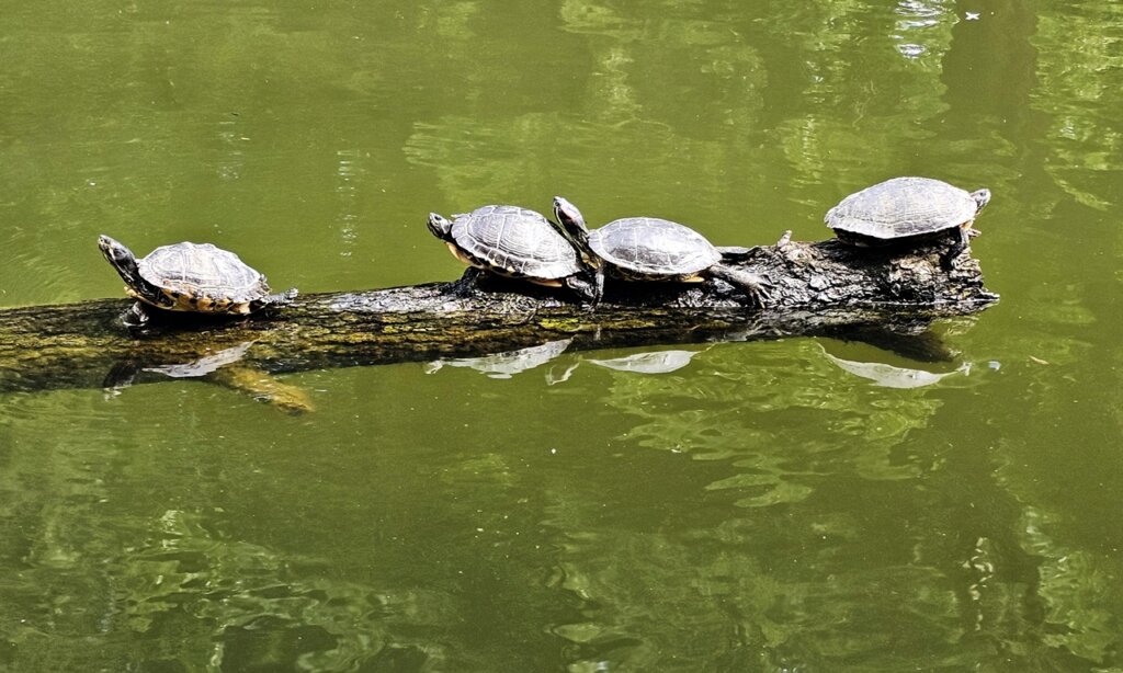 Crvenouhe Kornjače (10)