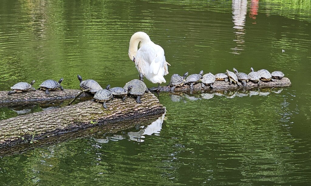 Crvenouhe Kornjače (12)