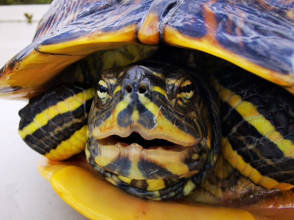 Crvenouhe Kornjače (13)