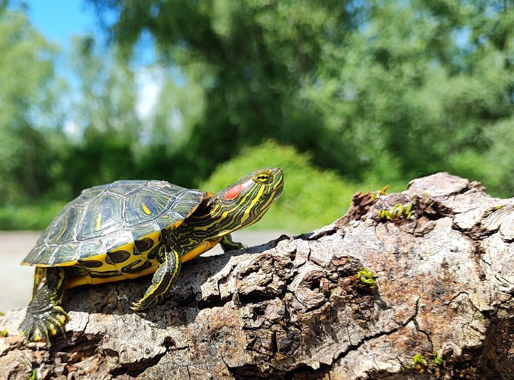 Crvenouhe Kornjače (15)