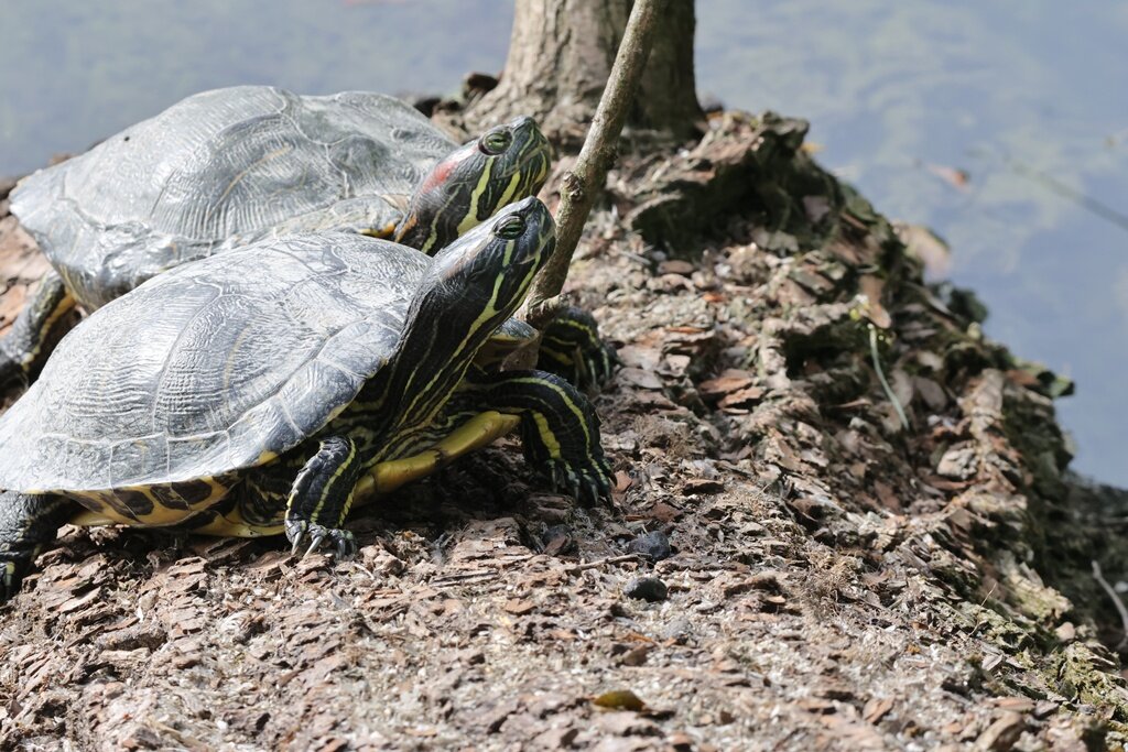 Crvenouhe Kornjače (19)