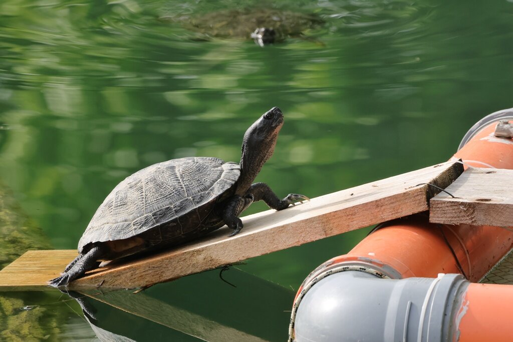 Crvenouhe Kornjače (20)