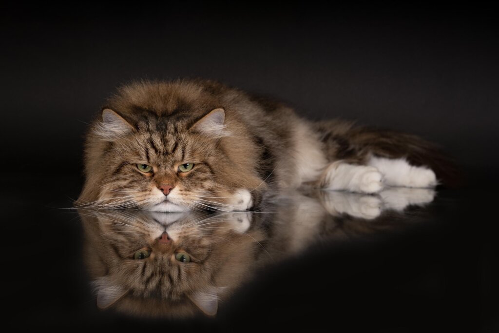 WCF Cat Olimpia 2025 prvi put u Zagrebu