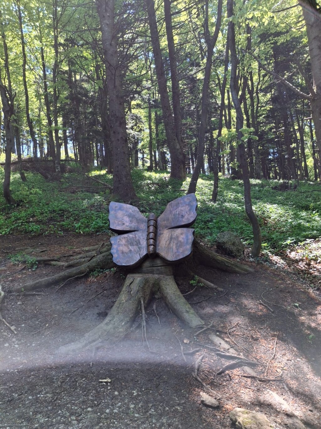 Photo 2025 05 11 12 37 24 2