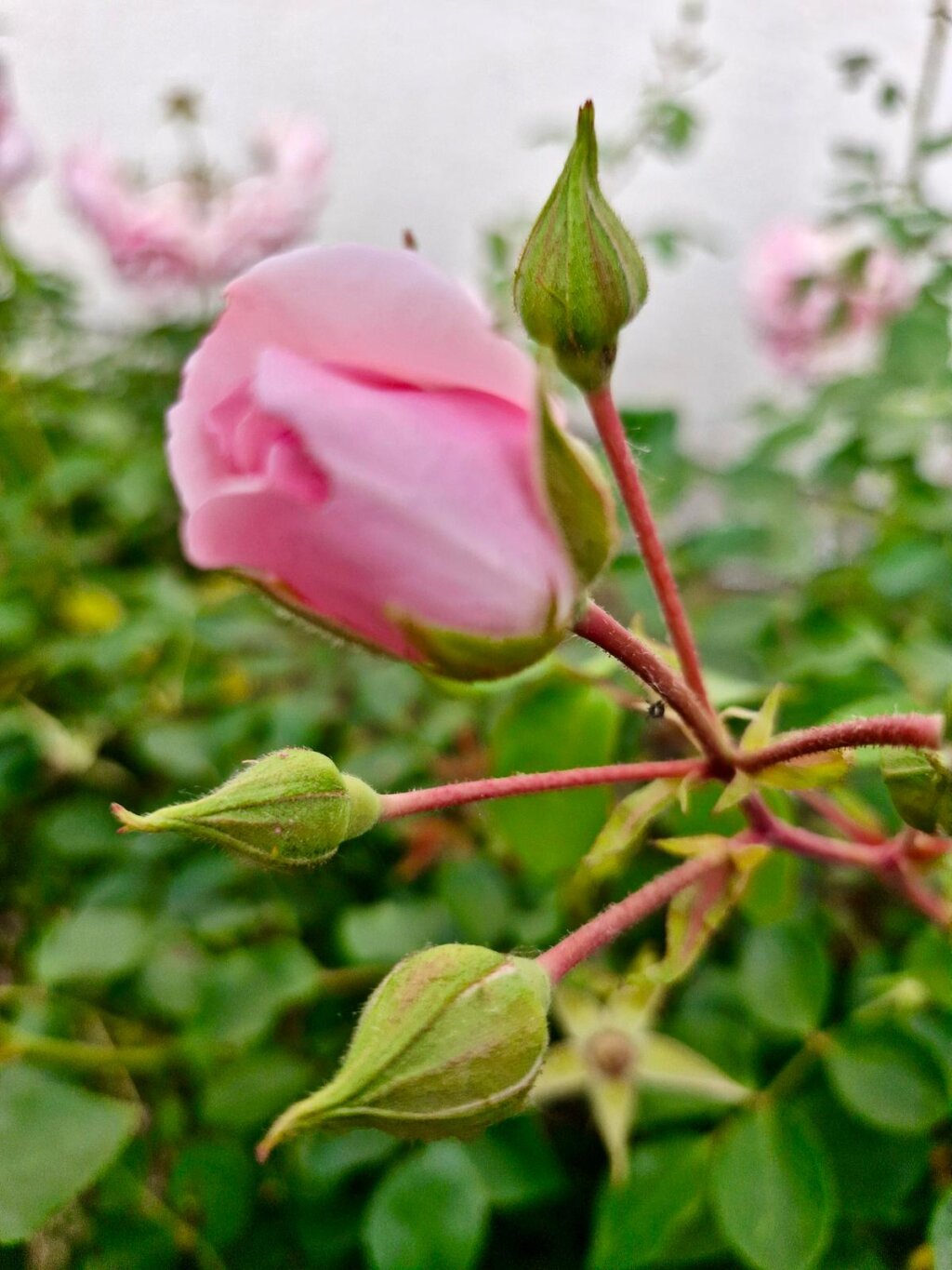 Photo 2025 06 05 22 50 11 4