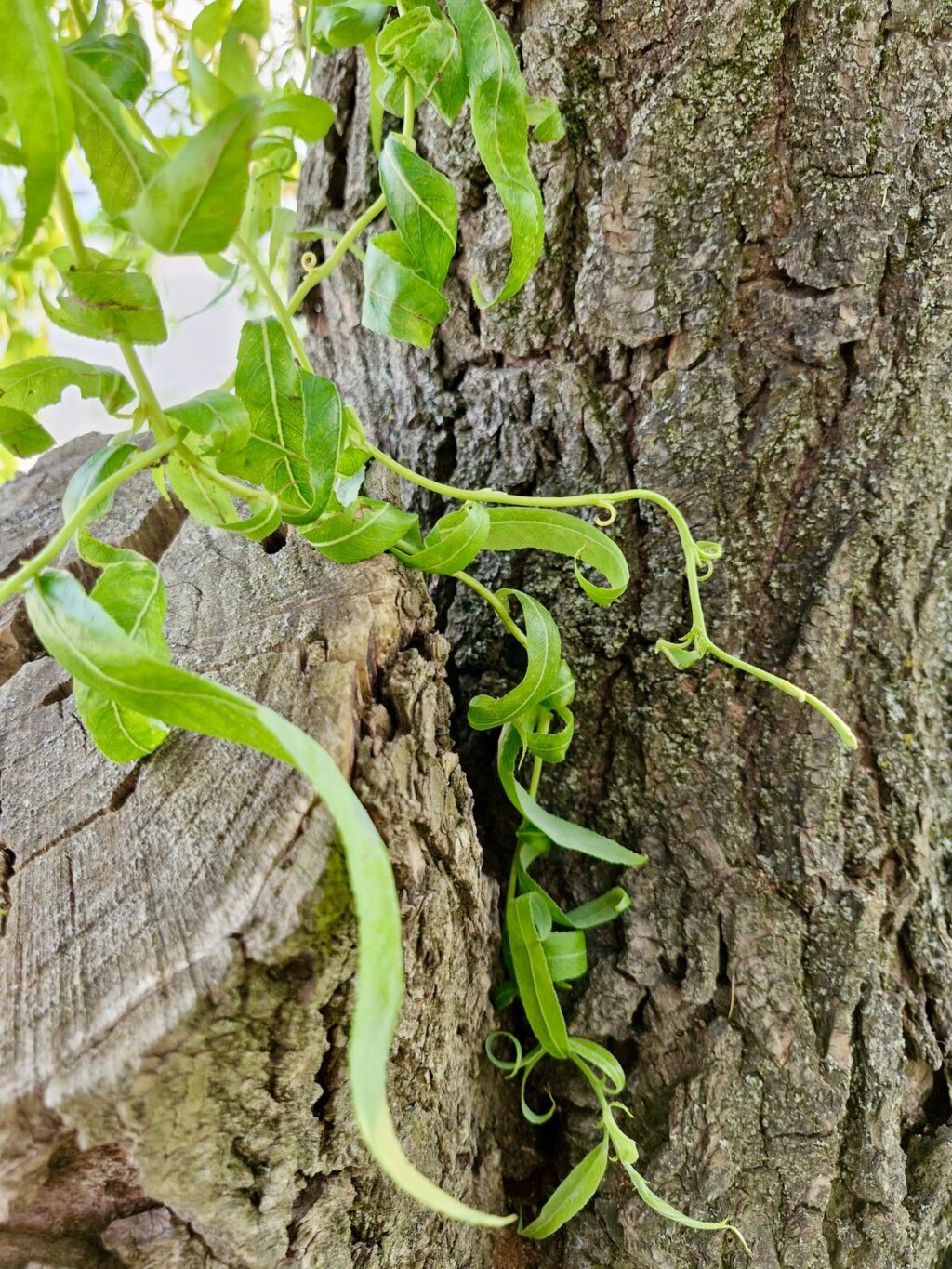 Photo 2025 06 05 22 50 11 6