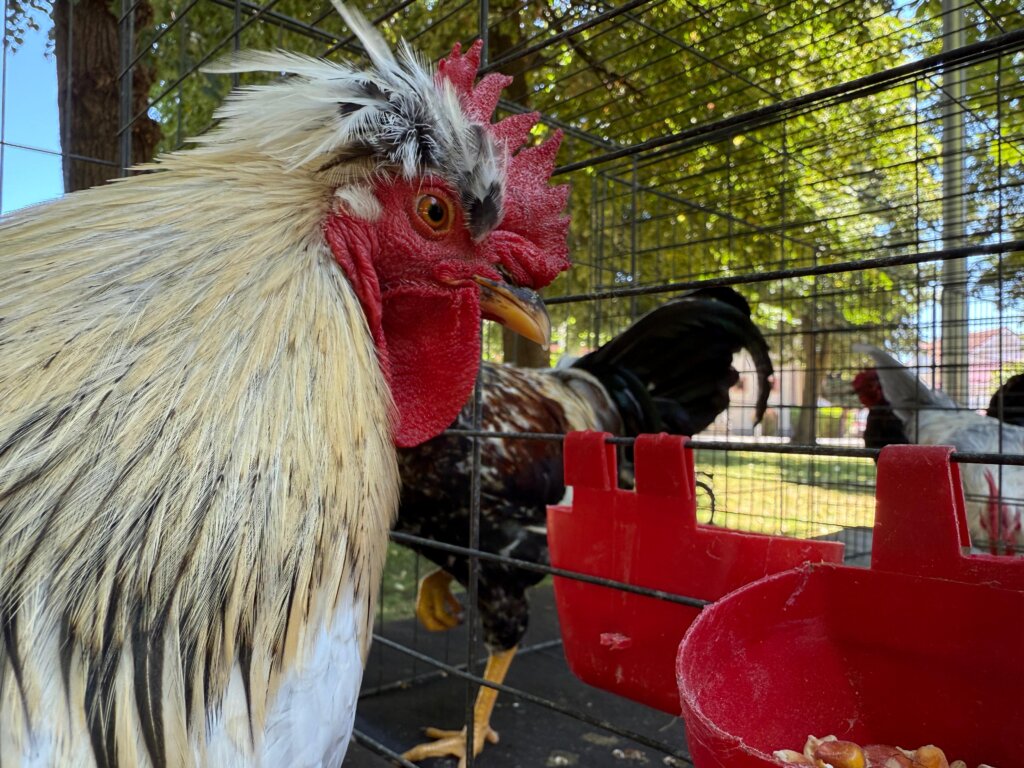 Photo 2025 06 29 12 15 34(1)