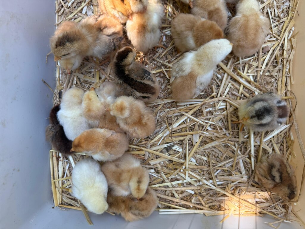 Photo 2025 06 29 12 15 35