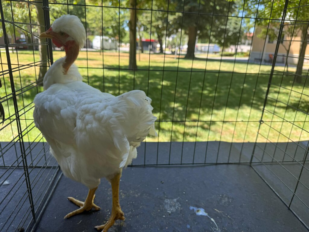 Photo 2025 06 29 12 16 24(1)