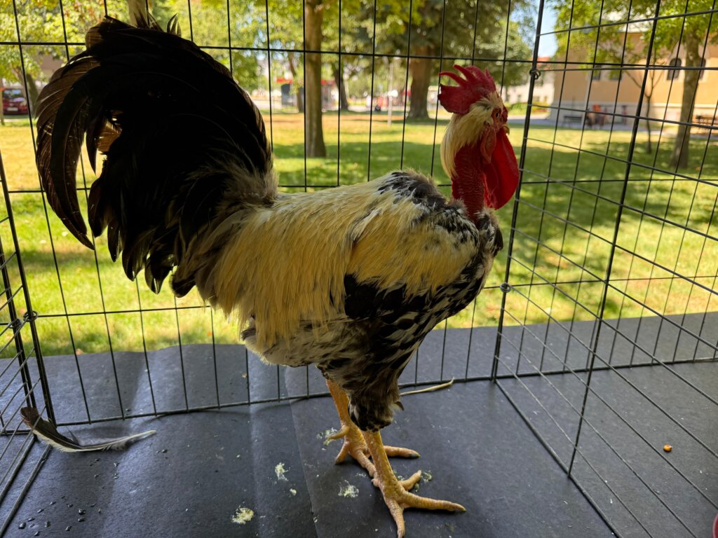 Photo 2025 06 29 12 16 30(1)