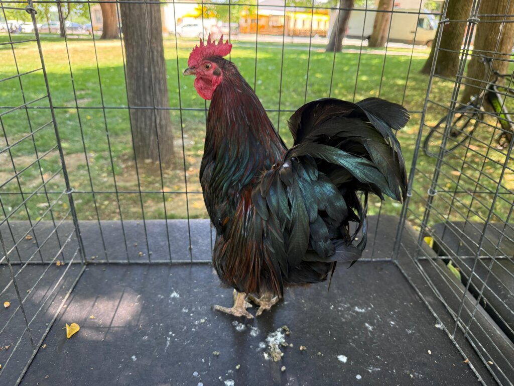 Photo 2025 06 29 12 16 30(2)