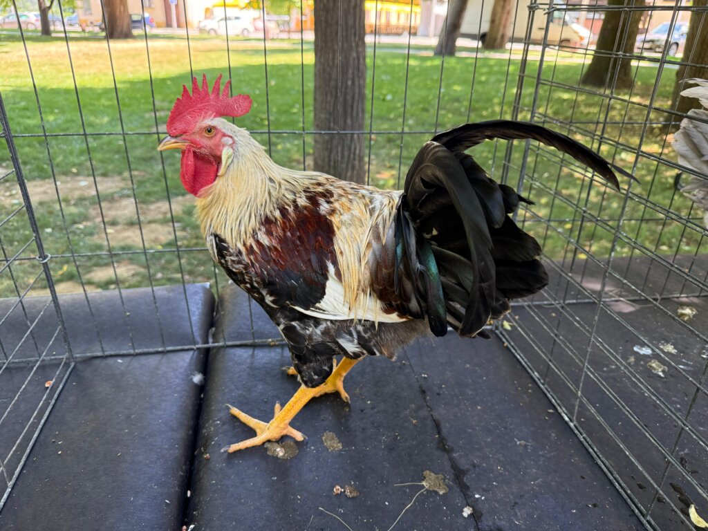 Photo 2025 06 29 12 16 31