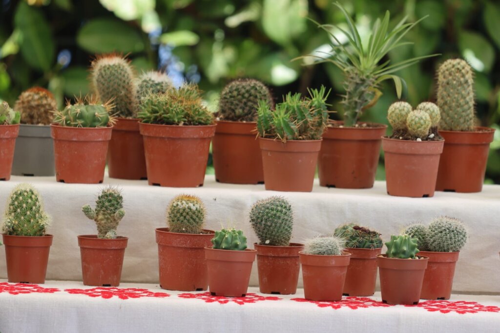 Izložba Cvijeća Dubrava (6)