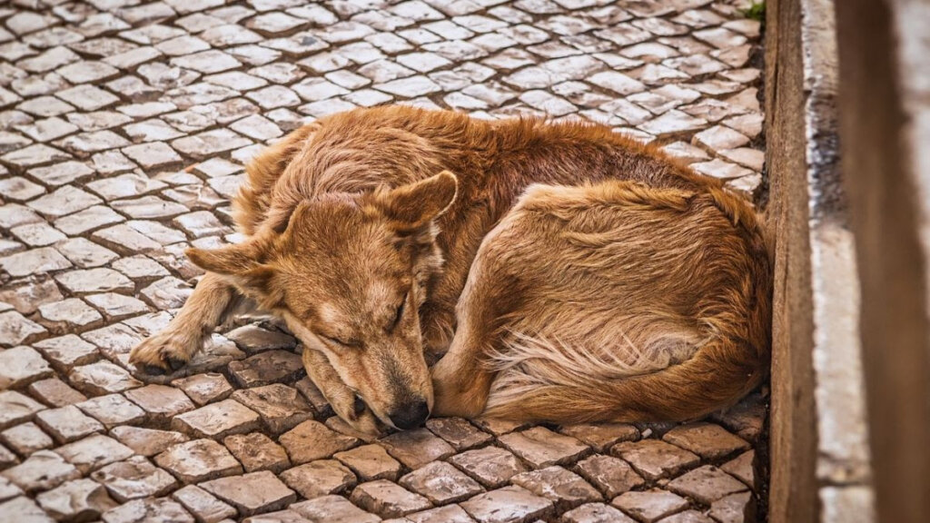 Svjetski dan zaštite životinja: Nikada nisu bile ugroženije nego danas