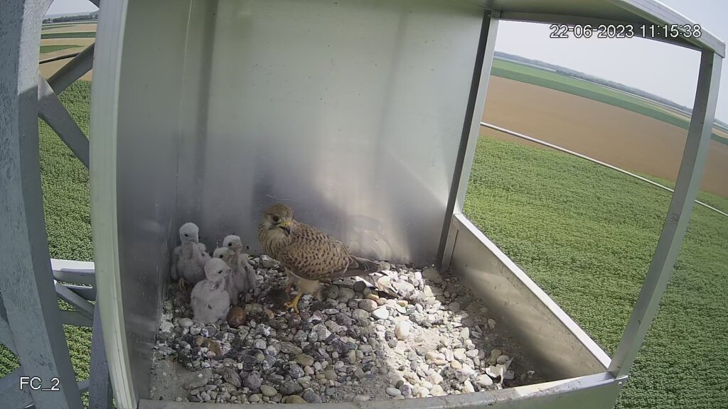 U umjetnim gnijezdima u Kopačkom ritu 30 mladih vjetruša