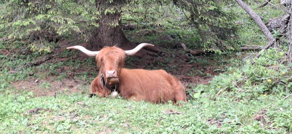 Photo 2025 07 02 17 38 29 (3)