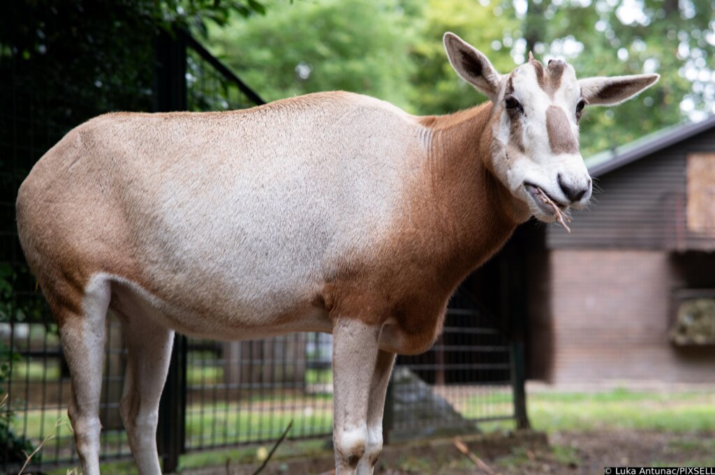 Mala oriksica postala nova miljenica Zoološkog vrta
