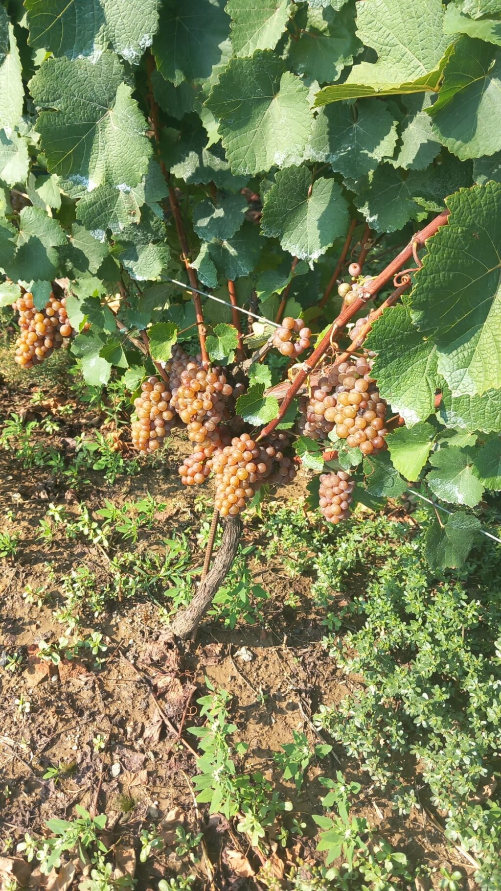 5eb18168 1c6b 4920 8b31 B442fc3ed664