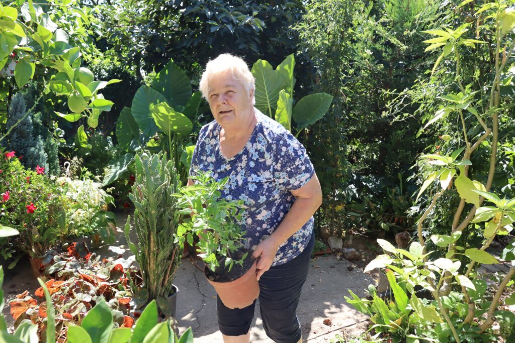 [FOTO] Obitelj Petričević donirala više od 100 sadnica za uređenje gradskih površina