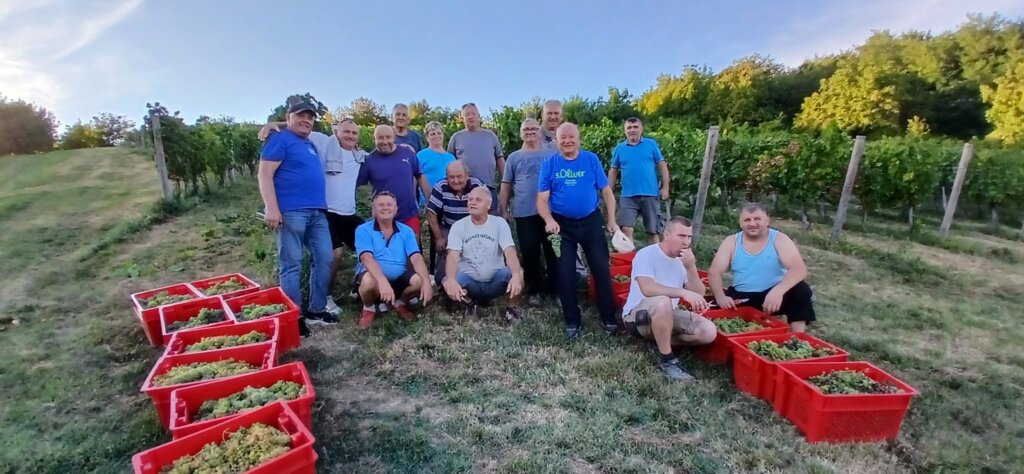 [FOTO] Berbe grožđa u prigorskim vinogradima