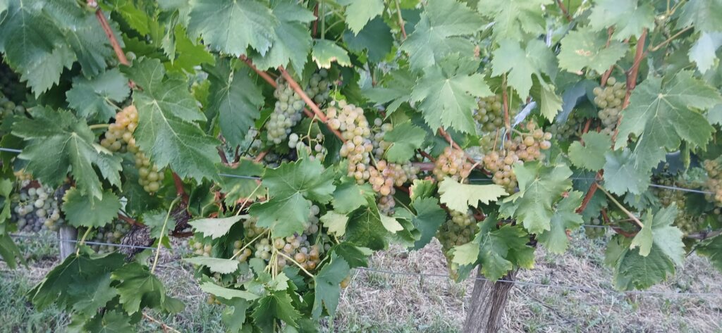 Photo 2025 08 25 19 43 15 1