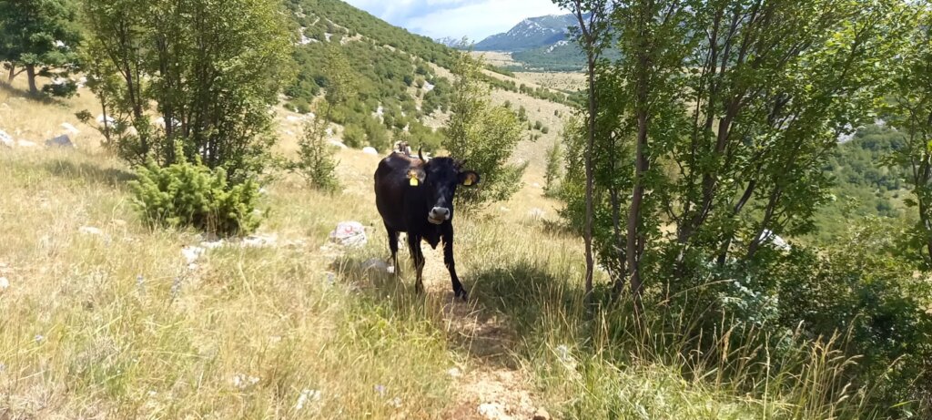 B9d3ab11 C0be 49d0 B248 3b64df415f9a