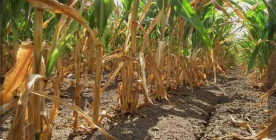 Proglašena suša u Virovitičko-podravskoj županiji