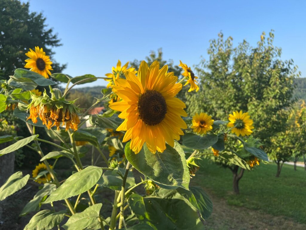 606084db E05e 4903 Bcb6 C0cd896de5dc