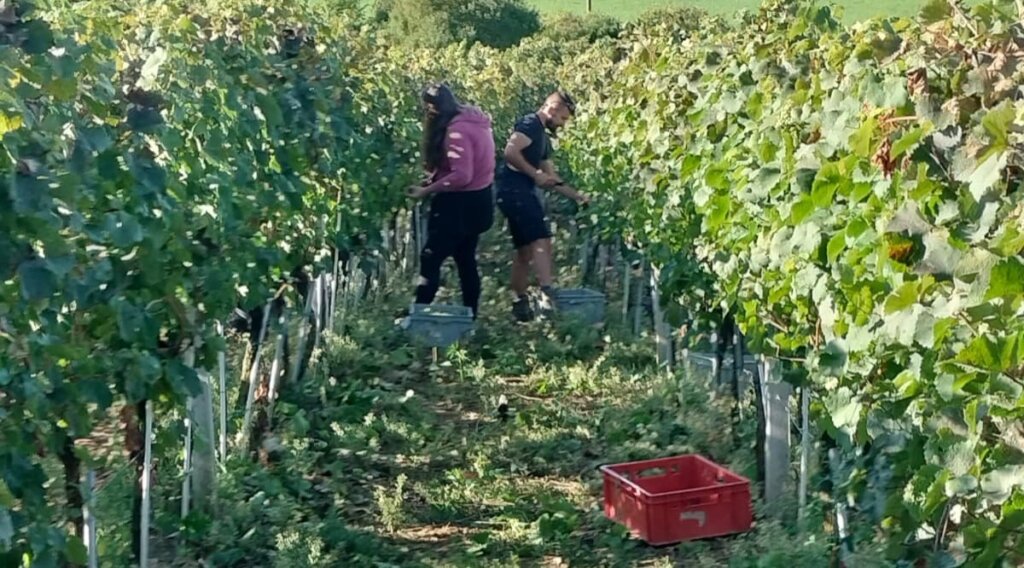 9c113646 5063 4c29 80a5 5889d2ff23cc