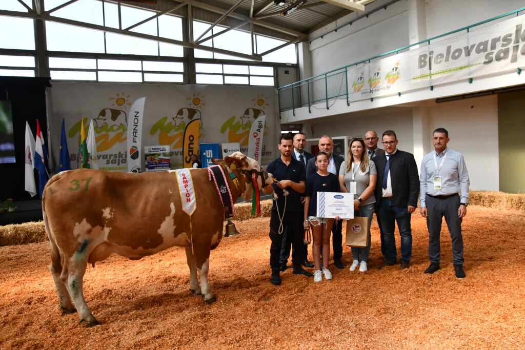[FOTO/VIDEO] Krava Suza iz Zagorja – šampionsko grlo simentalske pasmine na državnoj izložbi u Gudovcu
