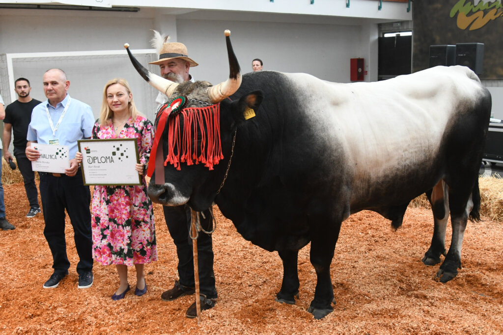 Boškarin Monte osvojio šampionsku titulu i prestižno šampionsko zvono u Gudovcu