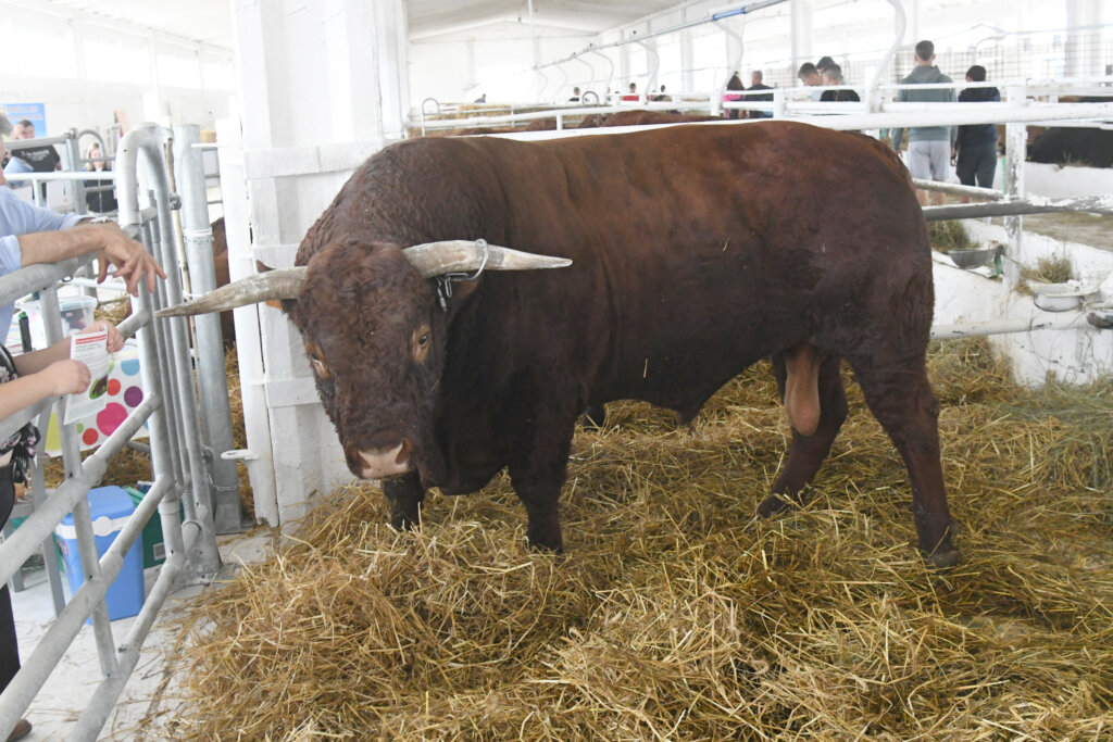 GUDOVAC Bik Ogulin teži čak 1.196 kilograma