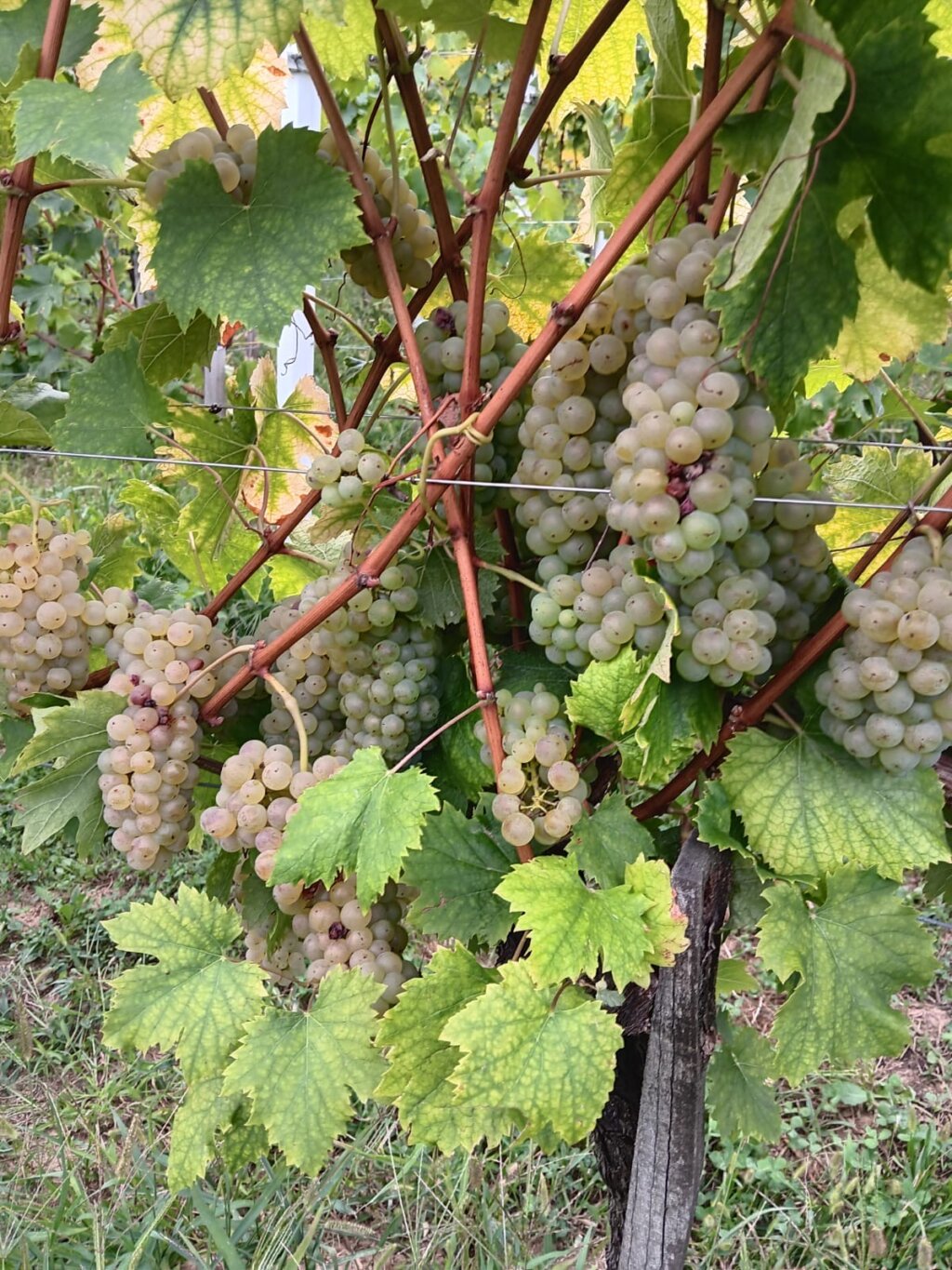 A9c7165f 8c1b 4c87 84f2 F2d81650628e