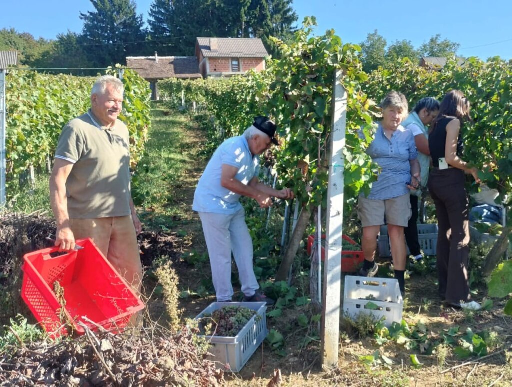 [FOTO] Lijep dan i super ekipa u berbi grožđa