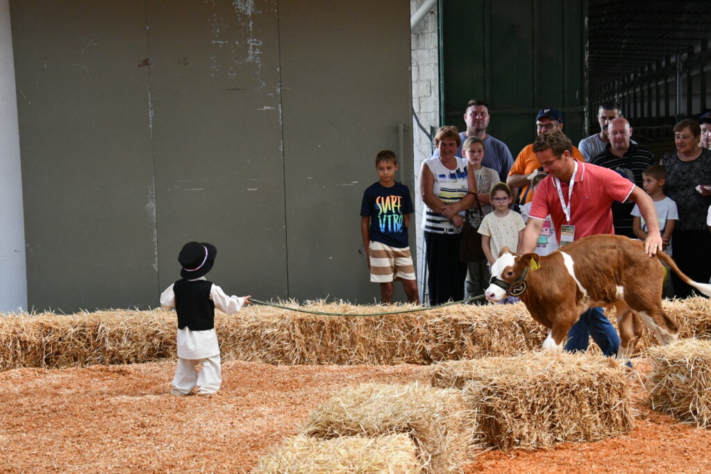 Bambino Kup 8972 (42)