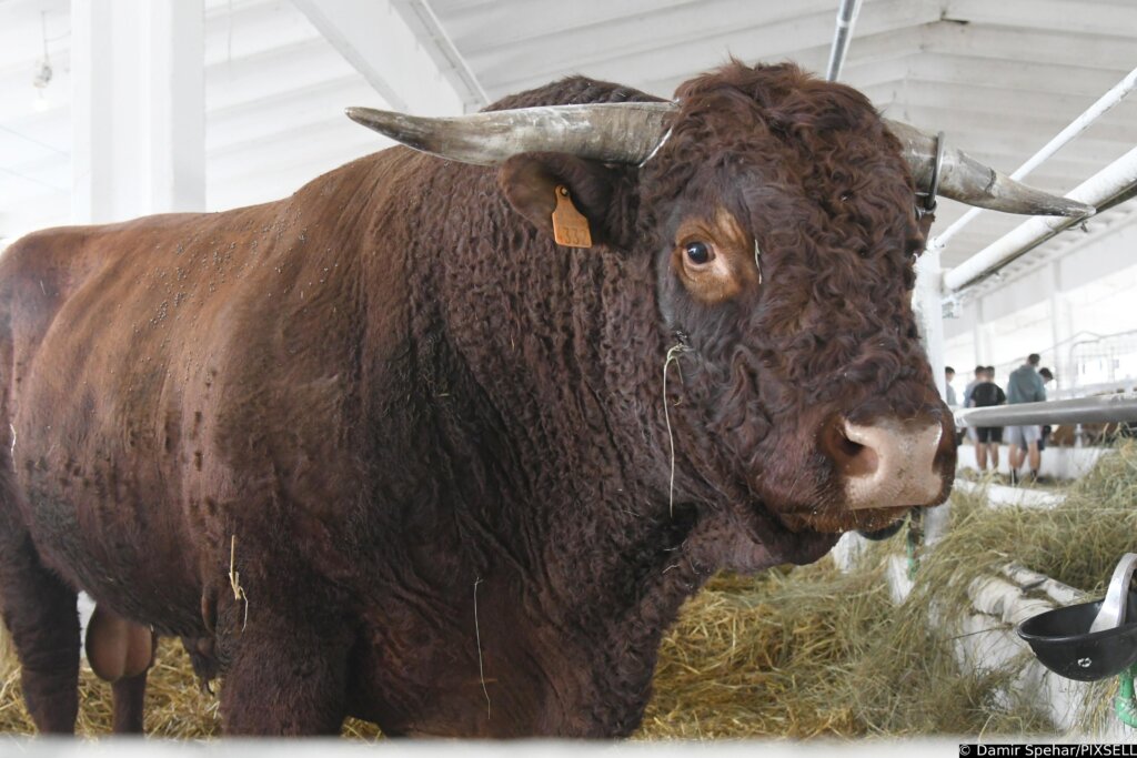 Gudovac: Bik Ogulin Teži čak 1.196 Kilograma