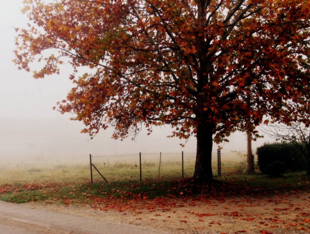 D9aa806e Dc77 42ea B2af Edf915ea5c10