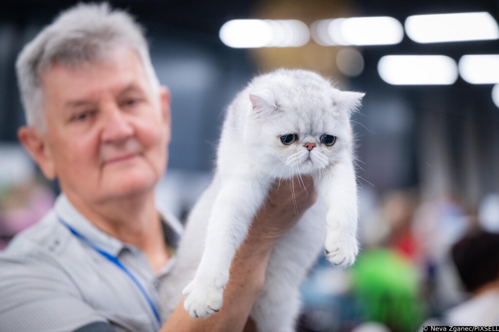 Zagreb: Drugi Dan Međunarodne Izložbe Mačaka
