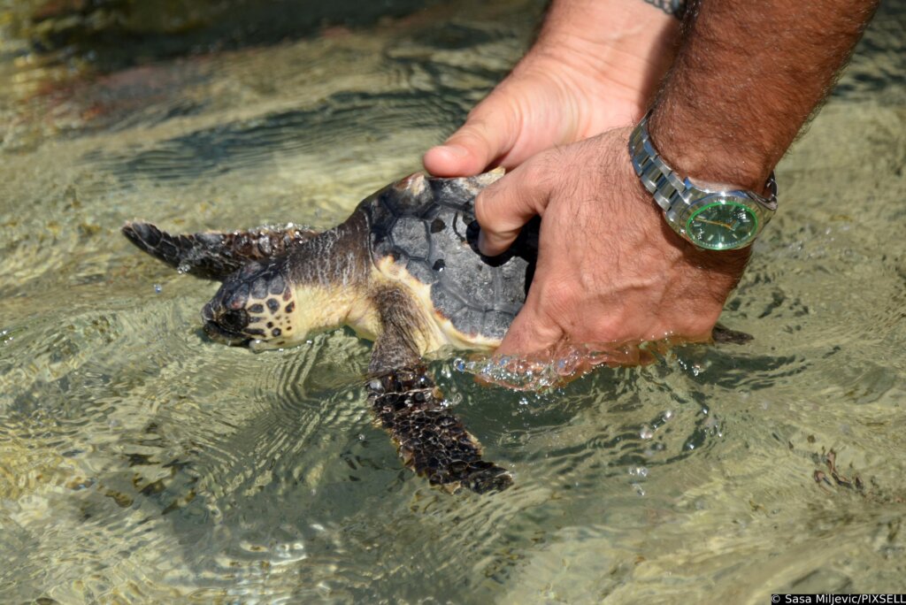 Potvrđeno prvo gniježđenje glavate želve u Hrvatskoj