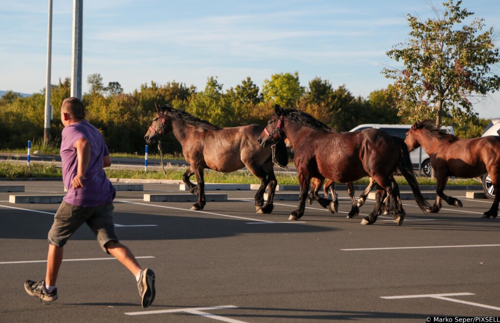 Zagreb: Konji Nepoznatog Vlasnika Slobodno šetaju Parkiralištem Zračne Luke Franjo Tuđman, Intervenirala Policija